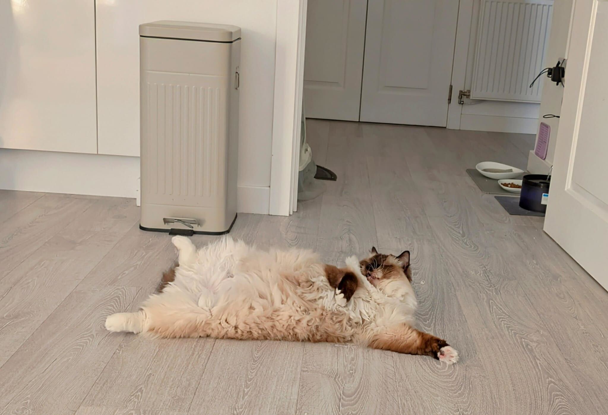 Muffin at 4 AM, mid chaos